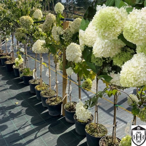 Hydrangea paniculata 'Limelight' - Aedhortensia 'Limelight' tüvevorm